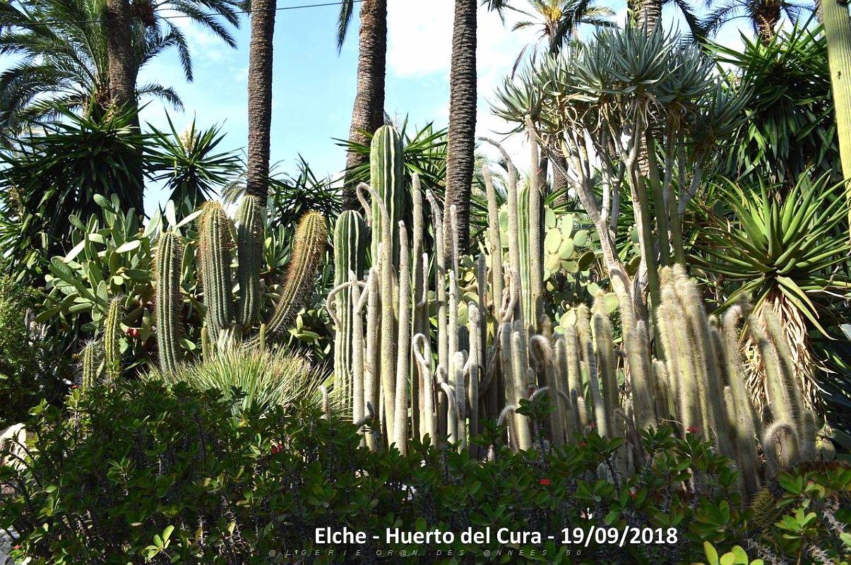 19 ELCHE HUERTO DEL CURA (86).JPG